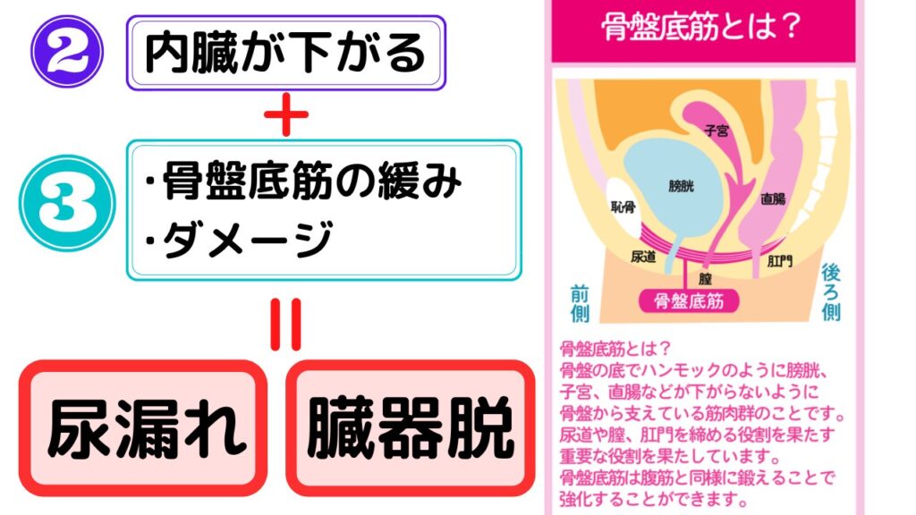 内臓が下がる
+
・骨盤底筋の緩み
・ダメージ
＝尿漏れ、臓器脱

骨盤底筋とは？
骨盤の底でハンモックのように膀胱、子宮、直腸などが下がらないように骨盤から支えている筋肉群のことです。
尿道や、肛門を締める役割を果たす重要な役割を果たしています。
骨盤底筋は腹筋と同様に鍛えることで強化することができます。